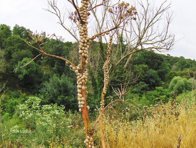 CALENDARIO 2009 di NM on line